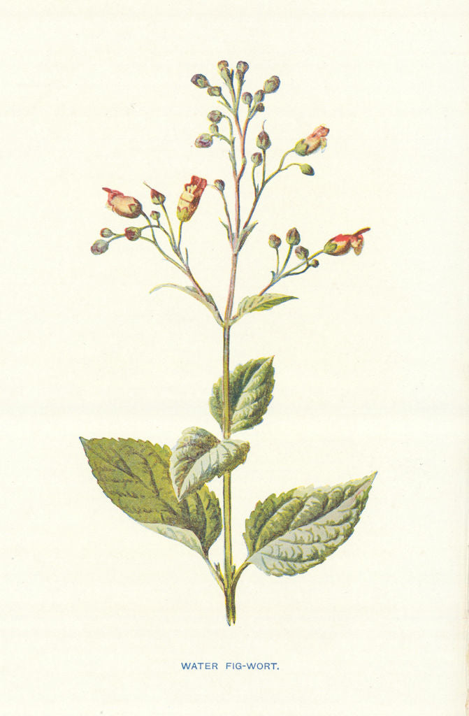 Water Fig-Wort. Wild Flowers by Frederick Edward Hulme c1895 old antique print